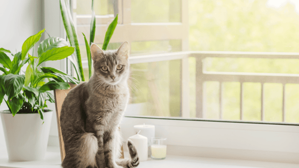 cat sitting next to a plant