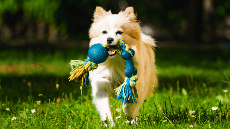 dog enjoying in a dog park-min