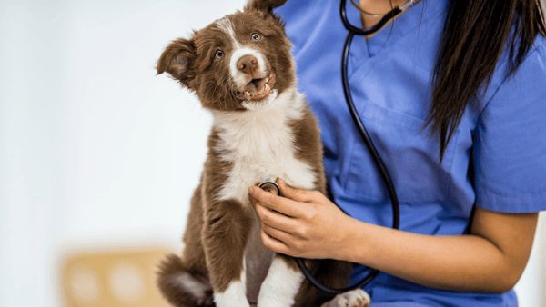 dog getting a checkup at the vet