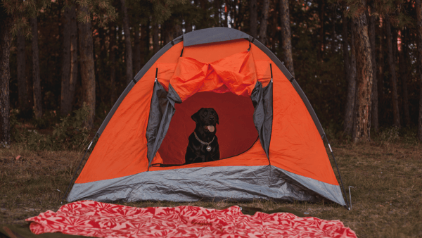 dog sitting alone in a camp