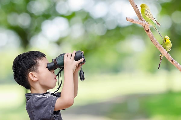 little boy looking at birds using a binocular