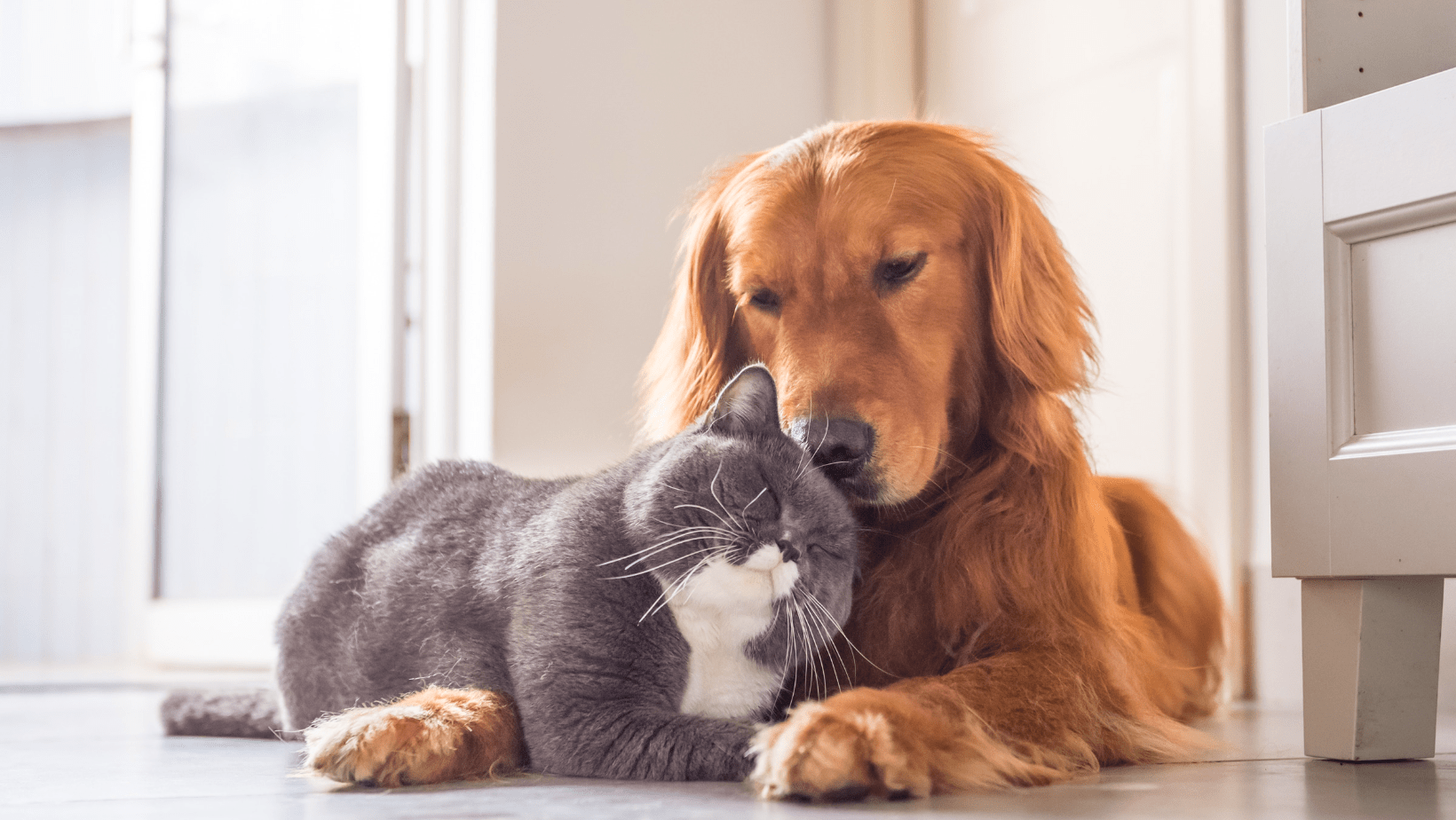 Everything You Need to Know as a First-Time Dog or Cat Owner [Guide]